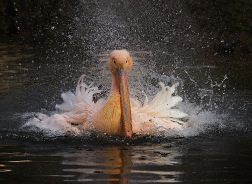 051cmalow.jpg, 200kB