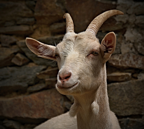 111amalow.jpg, 189kB