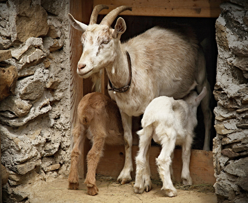 111cmalow.jpg, 256kB