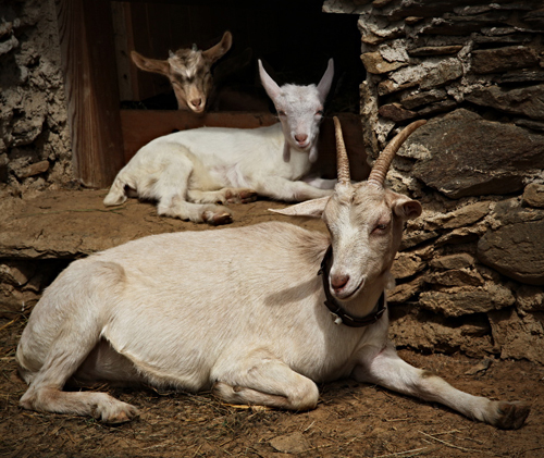 111dmalow.jpg, 247kB