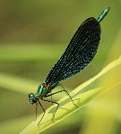 F. Malotín: Kovová elegance 092malon.jpg, 20kB